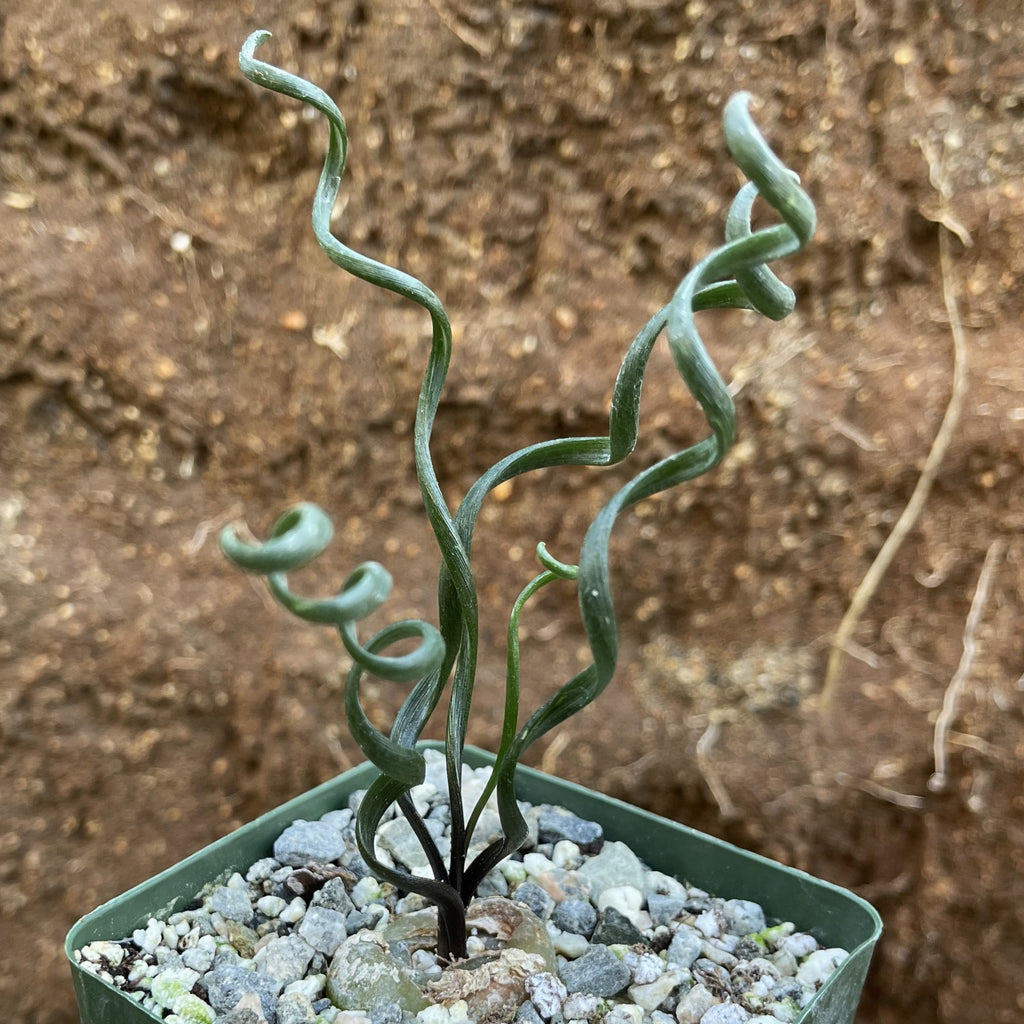 Albuca bruce-bayeri curly corkscrew