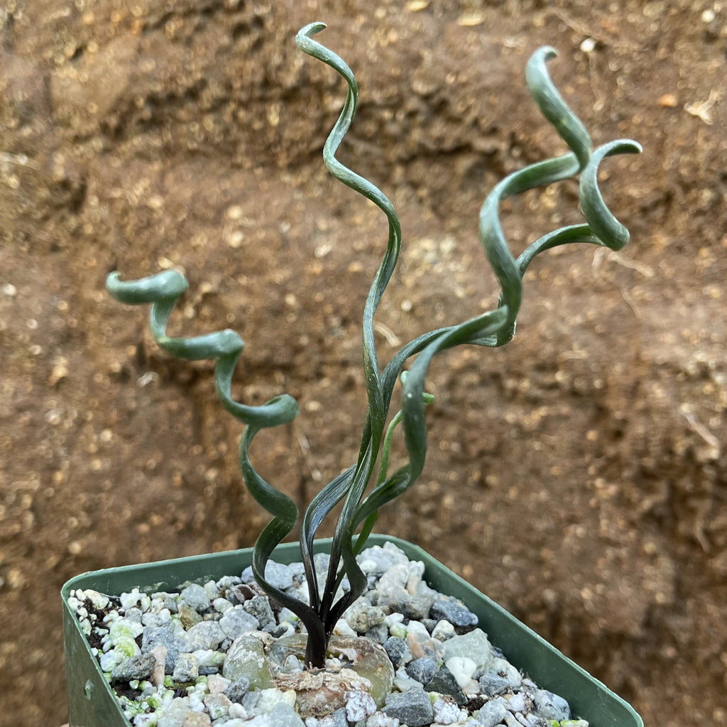 Albuca bruce-bayeri curly corkscrew