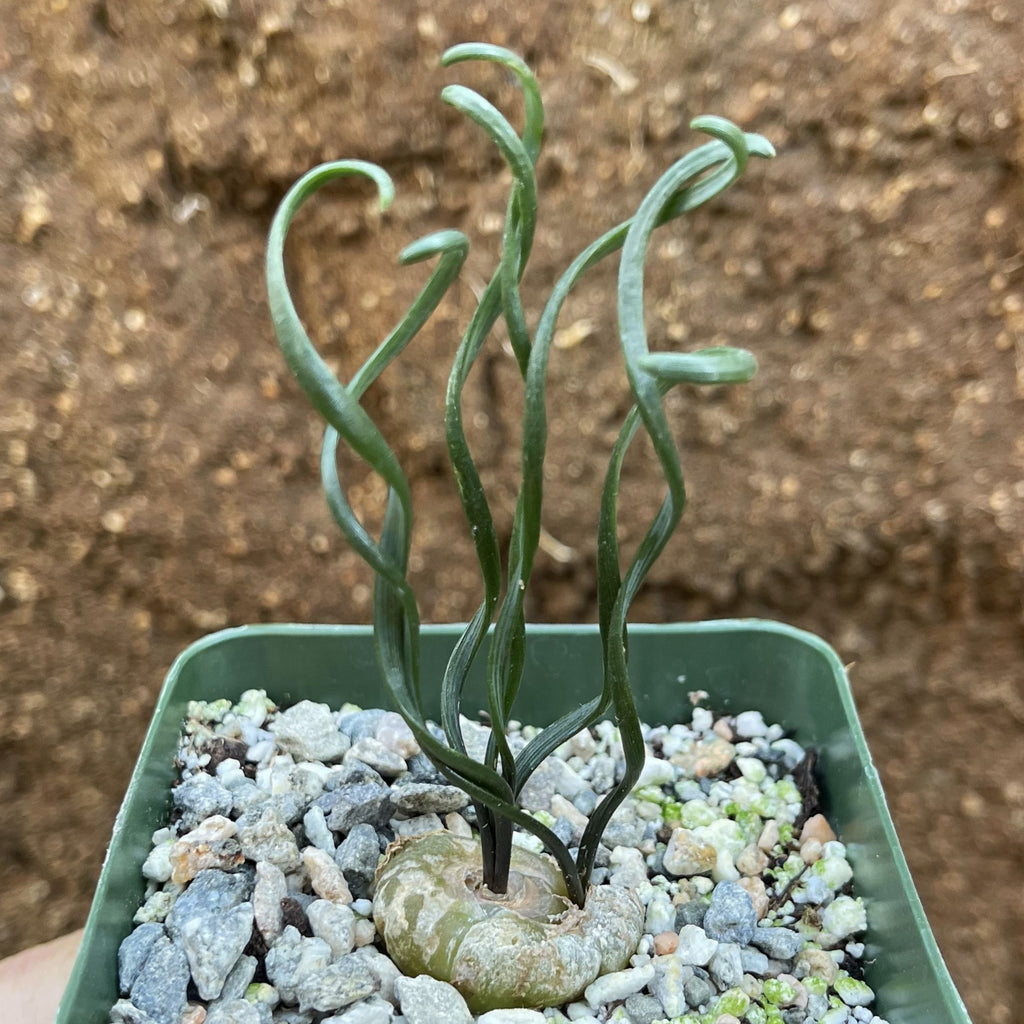 Albuca bruce-bayeri curly corkscrew