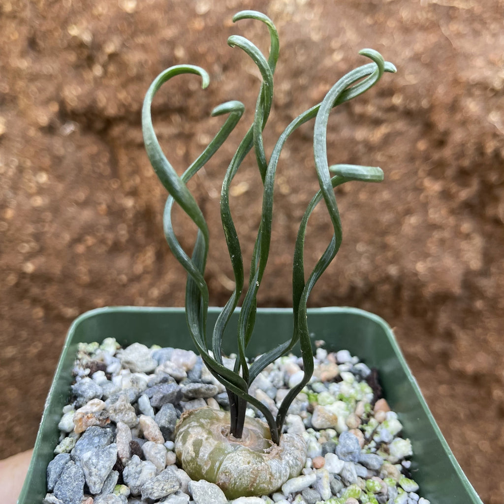 Albuca bruce-bayeri curly corkscrew