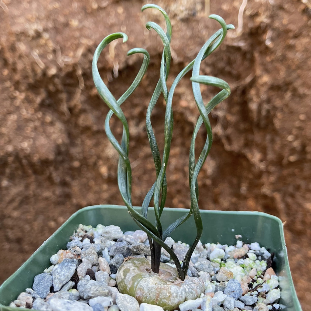 Albuca bruce-bayeri curly corkscrew