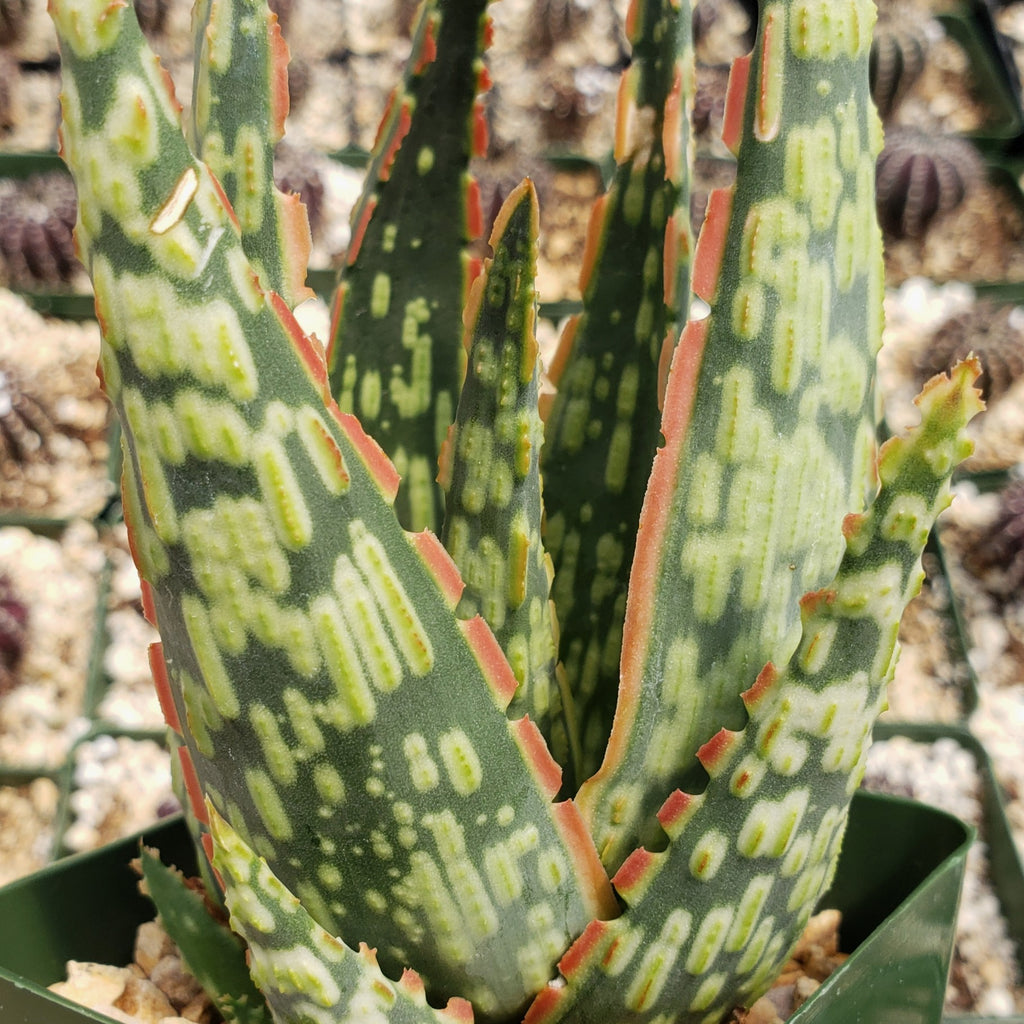 Aloe &