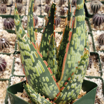 Buy Aloe 'Krakatoa' Succulent