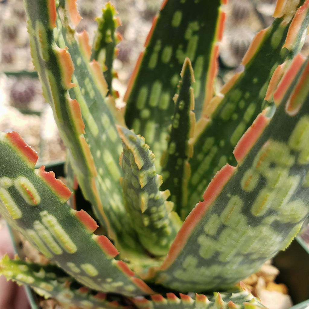Aloe &