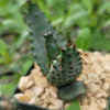 Aloe aculeata