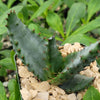 Aloe aculeata