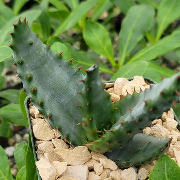 Premium Quality Aloe Aculeata | Shop Online