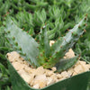 Aloe aculeata