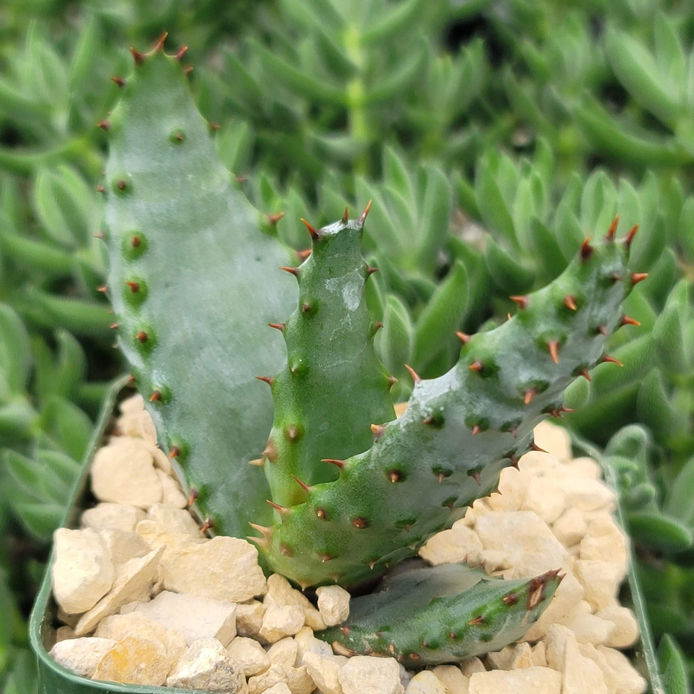 aloe vera plant with thorns Premium Quality Aloe Aculeata | Shop Online