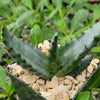 Aloe aculeata