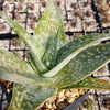 Aloe deltoideodanta Sparkler