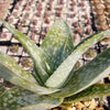 Aloe deltoideodanta Sparkler