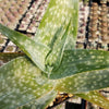 Aloe deltoideodanta Sparkler