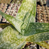 Aloe deltoideodanta Sparkler