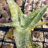 Aloe deltoideodanta Sparkler