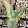 Aloe deltoideodanta Sparkler