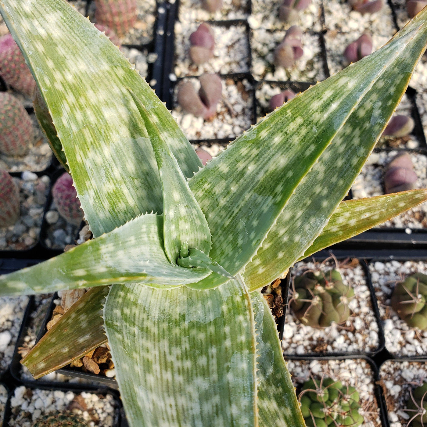 Aloe deltoideodanta Sparkler