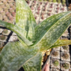 Aloe deltoideodanta Sparkler