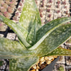 Aloe deltoideodanta Sparkler