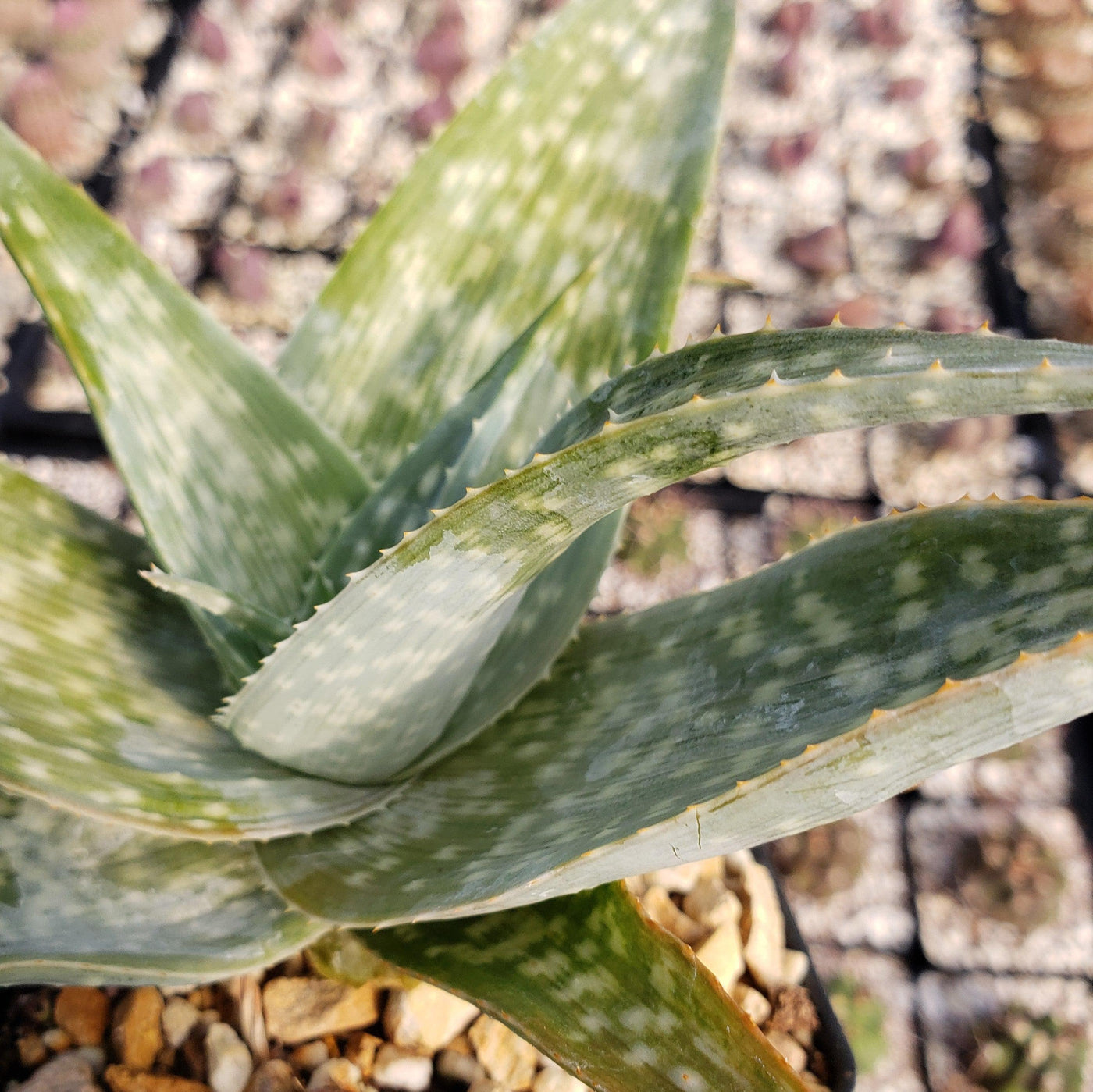 Aloe deltoideodanta Sparkler