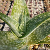 Aloe deltoideodanta Sparkler