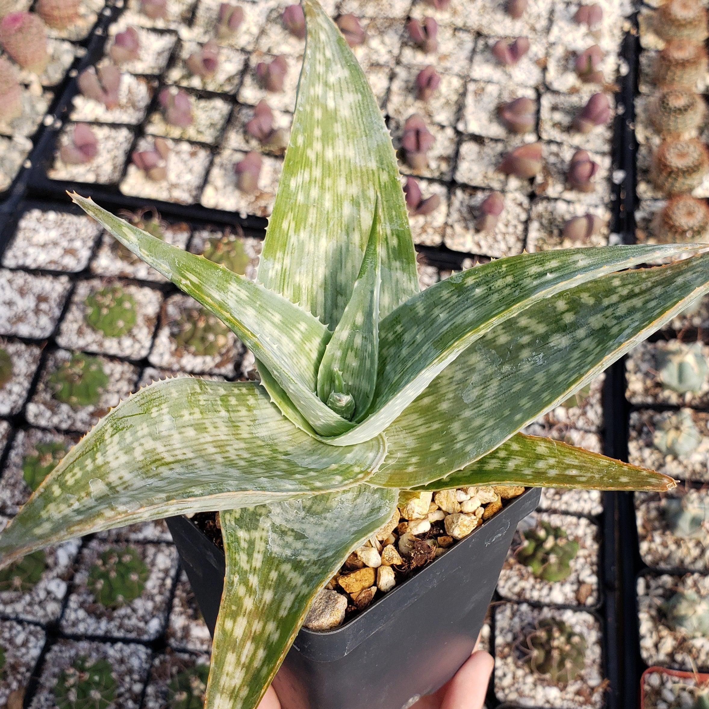 Aloe deltoideodanta Sparkler