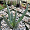 Aloe dichotoma