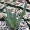 Aloe dichotoma