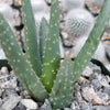 Aloe dichotoma