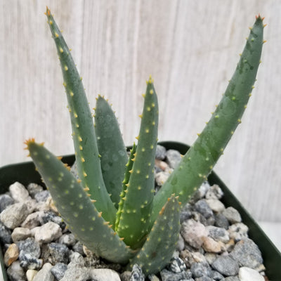 Aloe dichotoma
