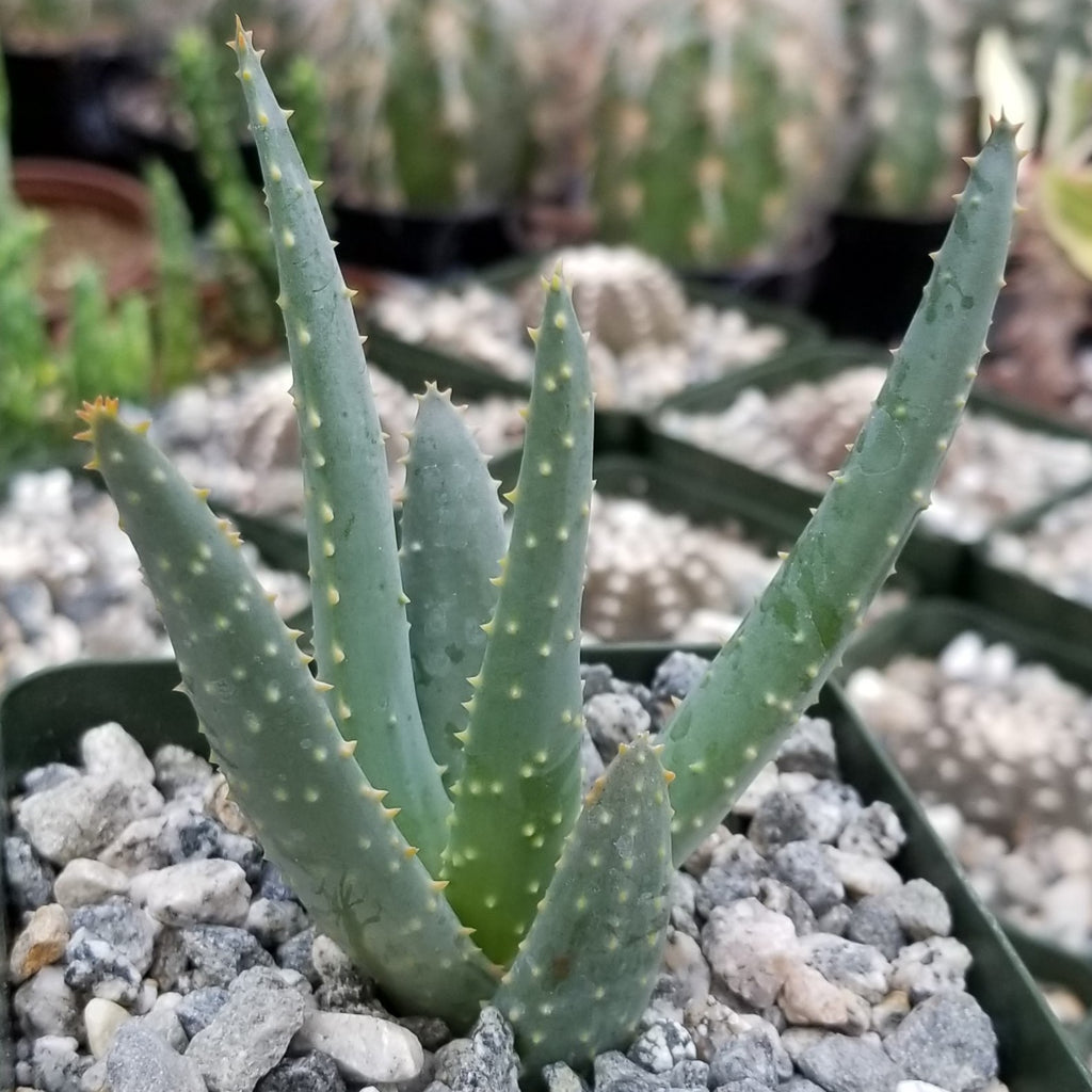 Aloe dichotoma