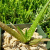 Aloe dorotheae