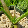 Aloe dorotheae