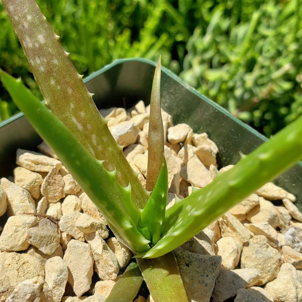 Aloe dorotheae