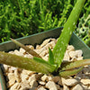 Aloe dorotheae