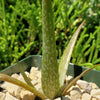 Aloe dorotheae