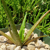 Aloe dorotheae