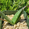 Aloe marlothii sinkatana