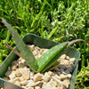 Aloe marlothii sinkatana