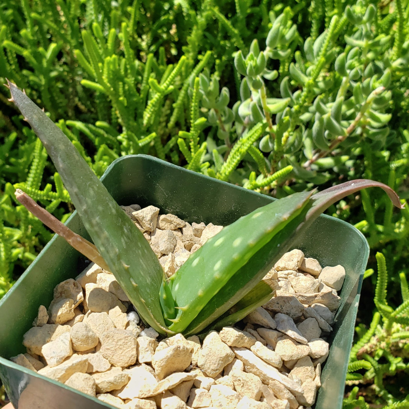 Aloe marlothii sinkatana