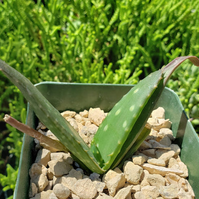 Aloe marlothii sinkatana