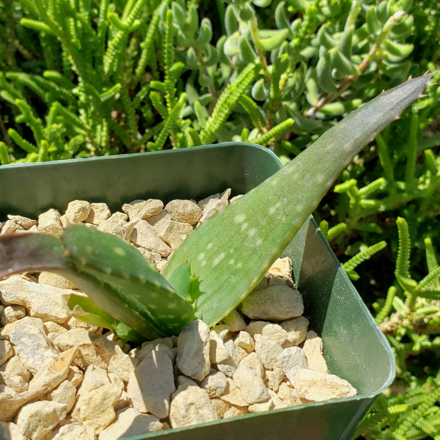 Aloe marlothii sinkatana