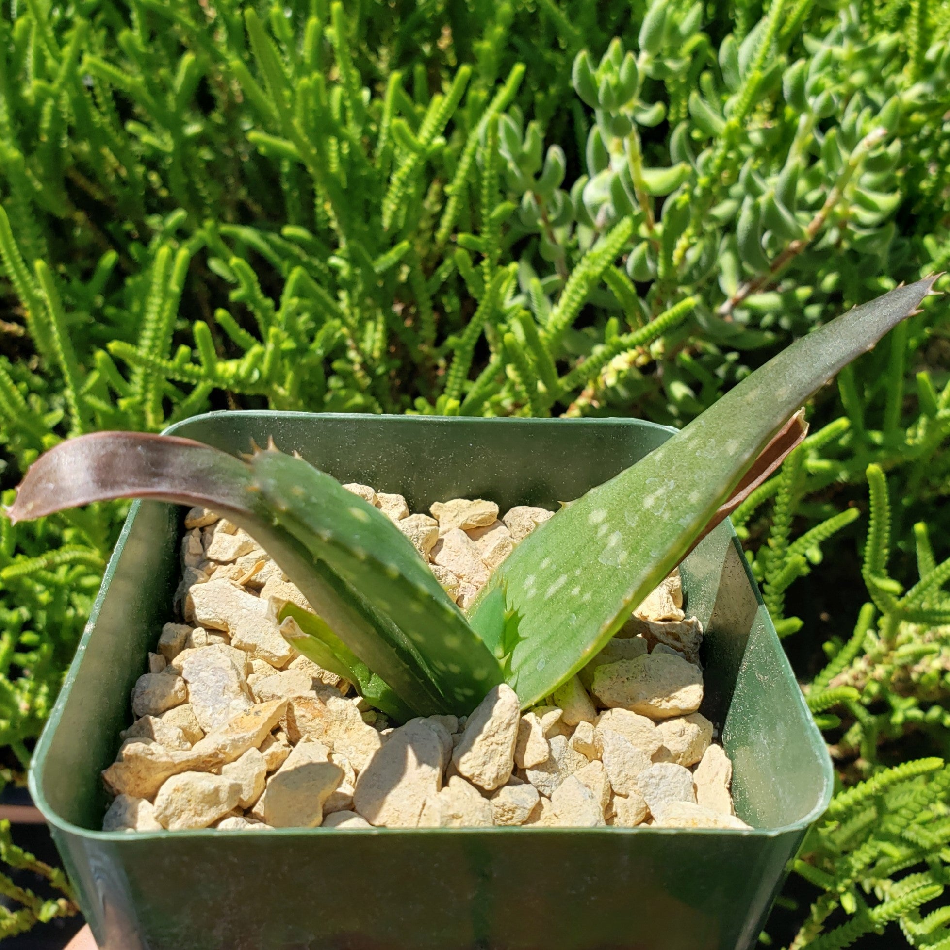 Aloe marlothii sinkatana