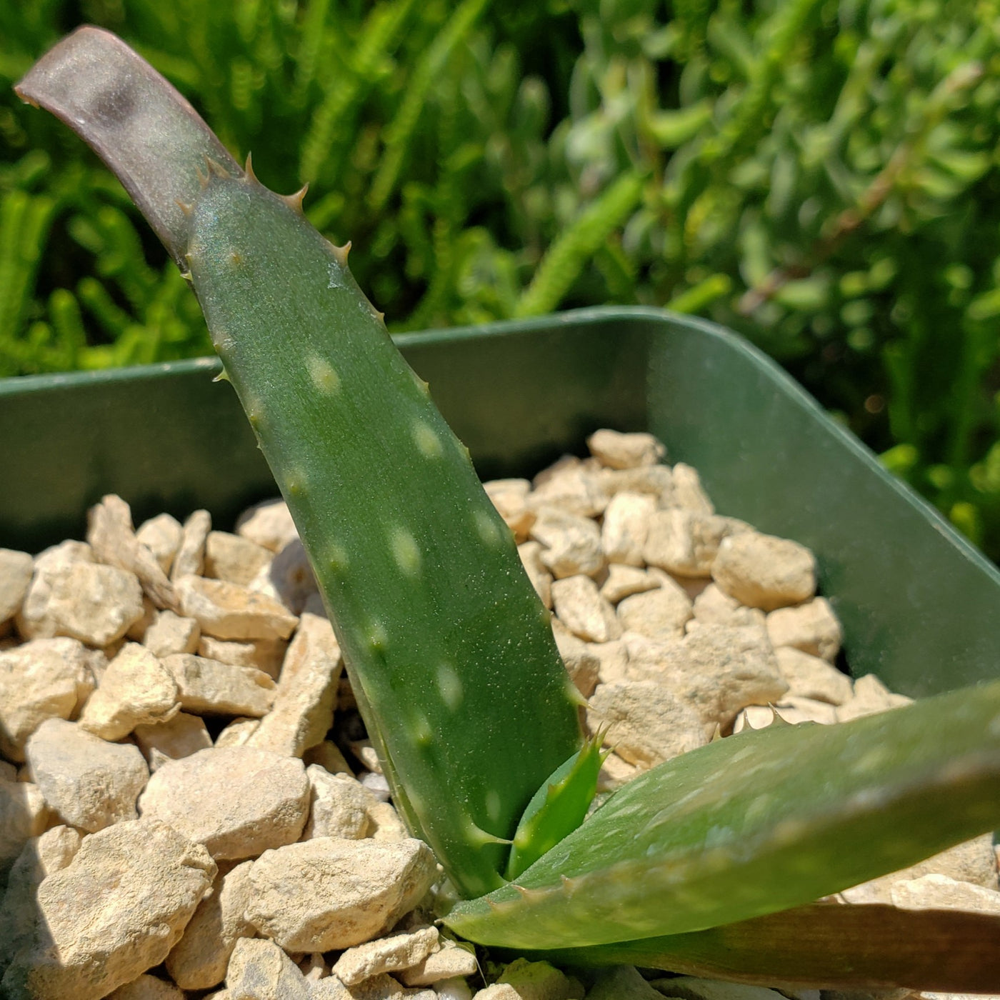 Aloe marlothii sinkatana