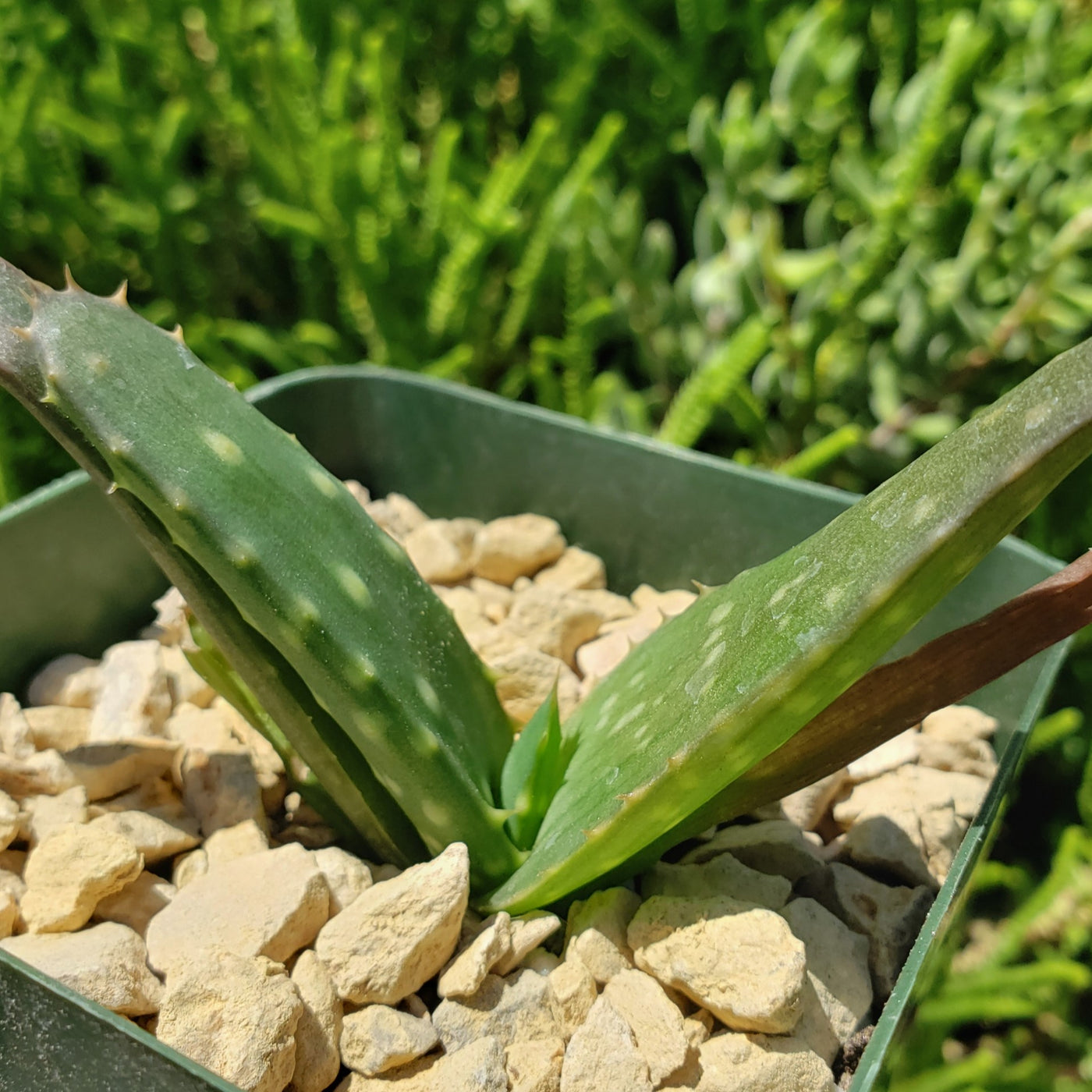 Aloe marlothii sinkatana