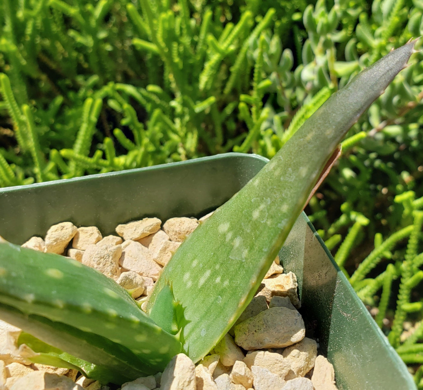 Aloe marlothii sinkatana