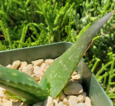 Aloe marlothii sinkatana