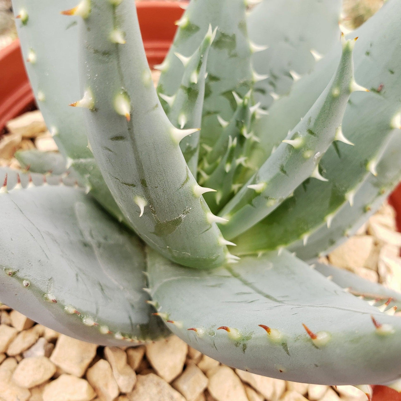 pepper in aloe vera plant Shop For Aloe Peglerae | Small Stemless Plant