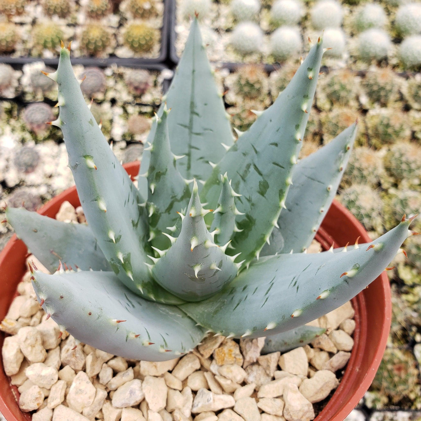round spiky succulent Aloe peglerae