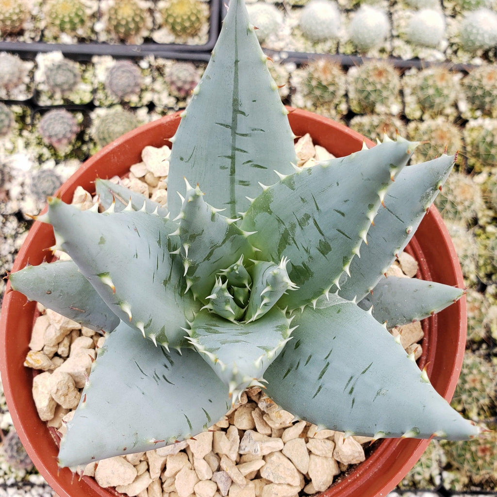 Aloe peglerae